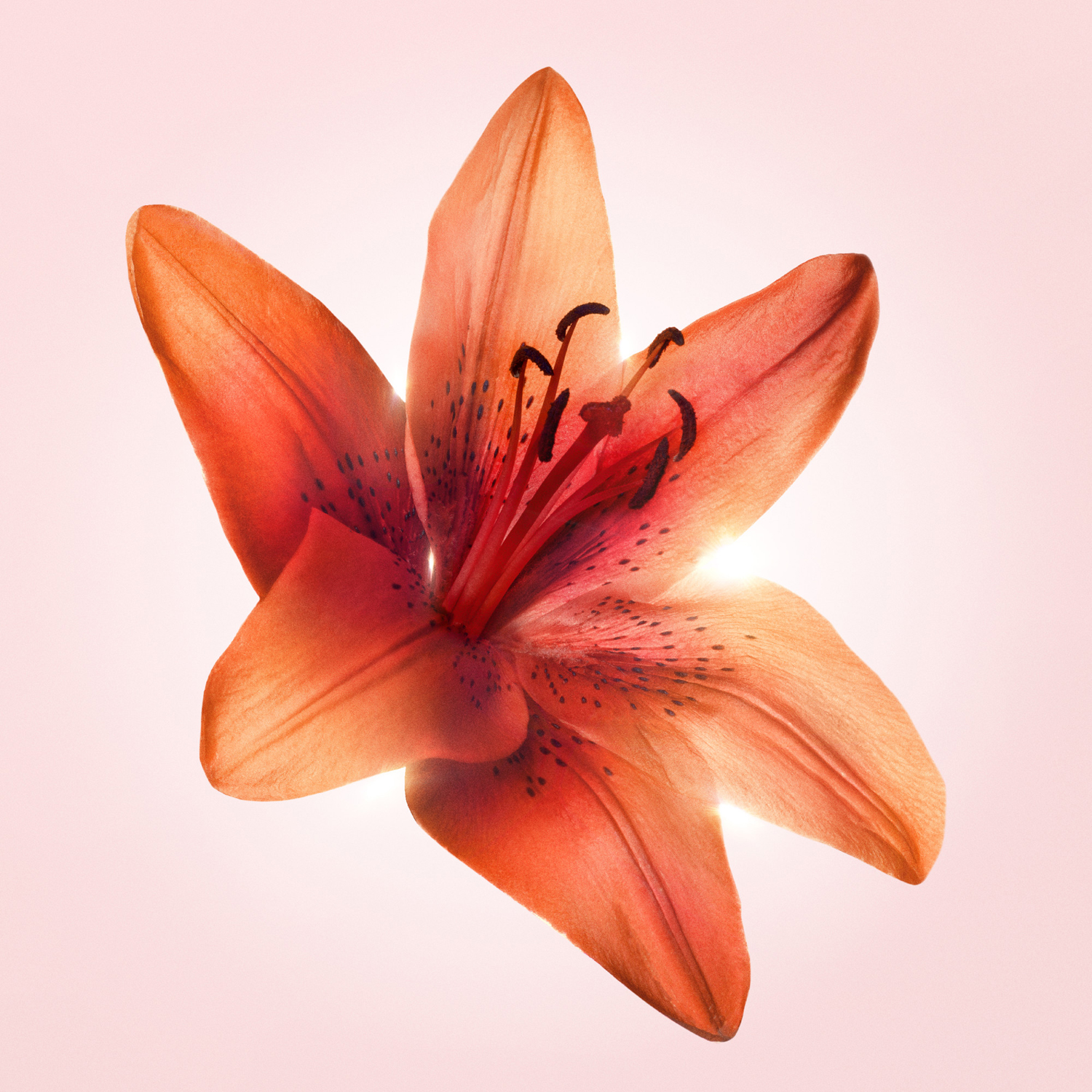 Flowerbomb Tiger Lily